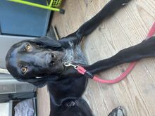 BRUCE, Hund, Deutsch Kurzhaar Mischling in Brühl - Bild 4