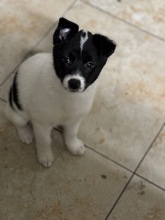 CINDERELLA, Hund, Mischlingshund in Rumänien - Bild 2