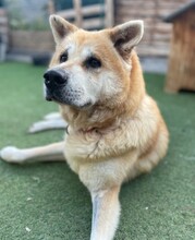 MAIA, Hund, Akita Inu in Spanien
