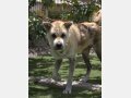 MAIA, Hund, Mischlingshund in Spanien - Bild 2