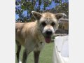 MAIA, Hund, Mischlingshund in Spanien - Bild 3
