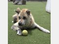 MAIA, Hund, Mischlingshund in Spanien - Bild 4