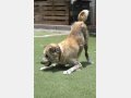 MAIA, Hund, Mischlingshund in Spanien - Bild 5