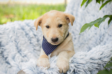CHESTER, Hund, Mischlingshund in Kroatien - Bild 1