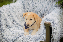 CHESTER, Hund, Mischlingshund in Kroatien - Bild 2