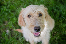 CHIPNR248948, Hund, Mischlingshund in Kroatien - Bild 2