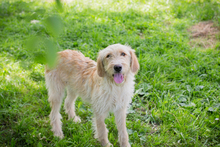 CHIPNR248948, Hund, Mischlingshund in Kroatien - Bild 3