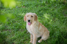 CHIPNR248948, Hund, Mischlingshund in Kroatien - Bild 4