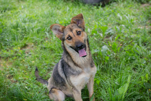 CHIPNR248296, Hund, Schäferhund Mischling in Kroatien - Bild 1