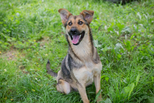 CHIPNR248296, Hund, Schäferhund Mischling in Kroatien - Bild 2