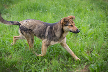 CHIPNR248296, Hund, Schäferhund Mischling in Kroatien - Bild 3