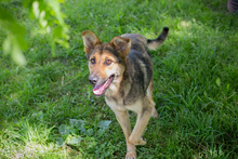 CHIPNR248296, Hund, Schäferhund Mischling in Kroatien - Bild 4