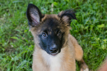 CHIPNR248318, Hund, Mischlingshund in Kroatien - Bild 1