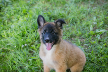 CHIPNR248318, Hund, Mischlingshund in Kroatien - Bild 2
