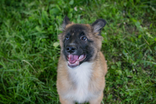 CHIPNR248318, Hund, Mischlingshund in Kroatien - Bild 3