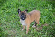 CHIPNR248318, Hund, Mischlingshund in Kroatien - Bild 4