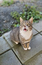 LAUREL, Katze, Europäisch Kurzhaar in Zypern - Bild 2