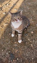 LAUREL, Katze, Europäisch Kurzhaar in Zypern - Bild 3