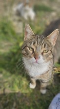LAUREL, Katze, Europäisch Kurzhaar in Zypern - Bild 4