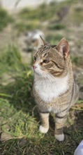 LAUREL, Katze, Europäisch Kurzhaar in Zypern - Bild 5