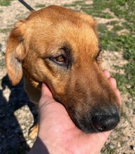 TOBBY, Hund, Mischlingshund in Spanien - Bild 2