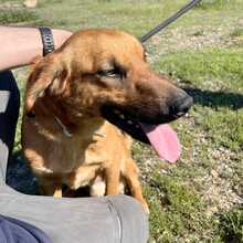 TOBBY, Hund, Mischlingshund in Spanien - Bild 3