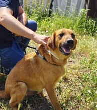 TOBBY, Hund, Mischlingshund in Spanien - Bild 4