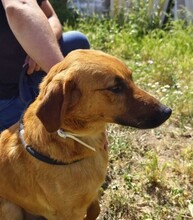 TOBBY, Hund, Mischlingshund in Spanien - Bild 5