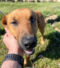 TOBBY, Hund, Mischlingshund in Spanien - Bild 6