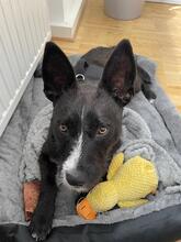 LIA, Hund, Mischlingshund in Dortmund - Bild 1