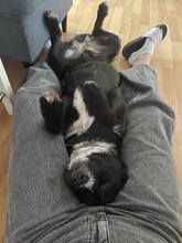 LIA, Hund, Mischlingshund in Dortmund - Bild 2