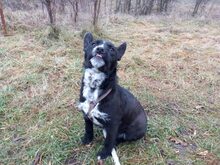 LIA, Hund, Mischlingshund in Dortmund - Bild 3
