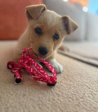 LOTTI, Hund, Mischlingshund in Berlin - Bild 1