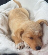 LOTTI, Hund, Mischlingshund in Berlin - Bild 2