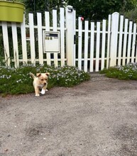 LOTTI, Hund, Mischlingshund in Berlin - Bild 3
