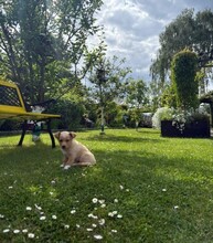 LOTTI, Hund, Mischlingshund in Berlin - Bild 4