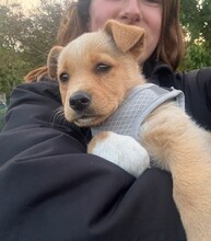 LOTTI, Hund, Mischlingshund in Berlin - Bild 5