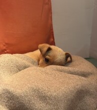 LOTTI, Hund, Mischlingshund in Berlin - Bild 6