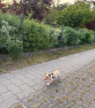 LOTTI, Hund, Mischlingshund in Berlin - Bild 7