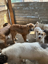 ASTOR, Hund, Mischlingshund in Rumänien - Bild 10