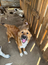 ASTOR, Hund, Mischlingshund in Rumänien - Bild 11
