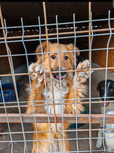ASTOR, Hund, Mischlingshund in Rumänien - Bild 12