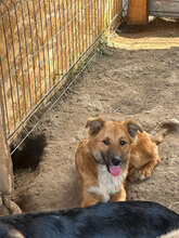 ASTOR, Hund, Mischlingshund in Rumänien - Bild 9