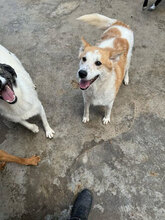 SULTAN, Hund, Mischlingshund in Rumänien - Bild 11