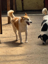 SULTAN, Hund, Mischlingshund in Rumänien - Bild 2