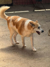 SULTAN, Hund, Mischlingshund in Rumänien - Bild 4