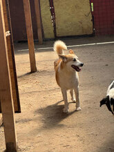 SULTAN, Hund, Mischlingshund in Rumänien - Bild 5