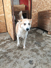 SULTAN, Hund, Mischlingshund in Rumänien - Bild 6