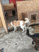 SULTAN, Hund, Mischlingshund in Rumänien - Bild 8
