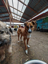 LUDOVIC, Hund, Mischlingshund in Rumänien - Bild 1
